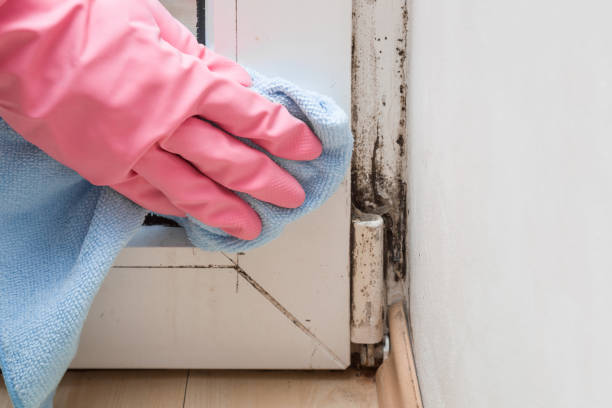 Trusted Waskom, TX Mold Remediation Experts